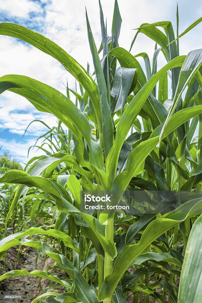 Зеленая Кукурузное поле - Стоковые фото Без людей роялти-фри