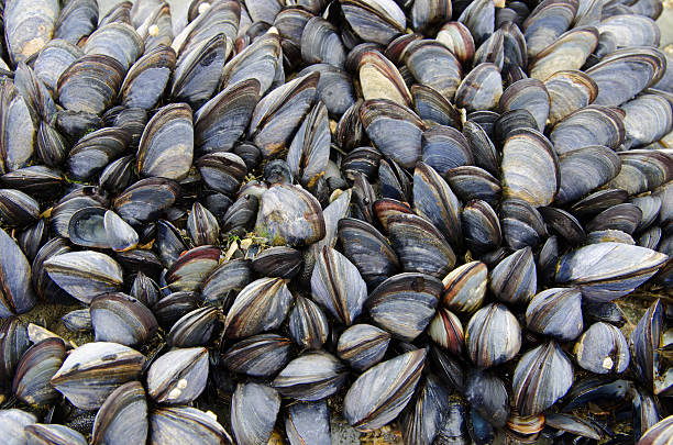 istock cluster of mussels 185532512