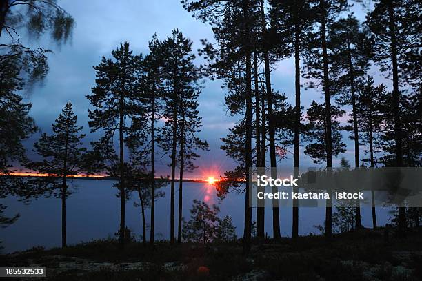 Belo Pôr Do Sol Na Floresta De Pinho Carélia Engozero Lago Nothern Rússia - Fotografias de stock e mais imagens de Ao Ar Livre
