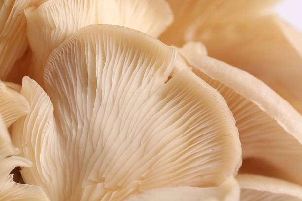 istock Macro view of fresh oyster mushrooms as background 1855337178
