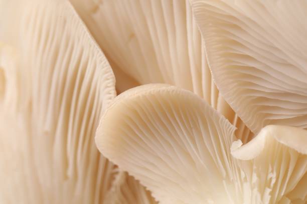 istock Fresh oyster mushrooms as background, macro view 1855337711