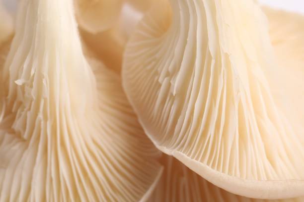 istock Macro view of fresh oyster mushrooms as background 1855337713