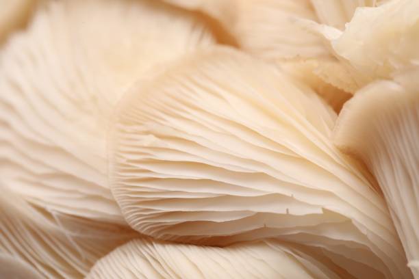 istock Fresh oyster mushrooms as background, macro view 1855338201