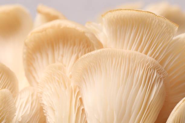 istock Fresh oyster mushrooms on grey background, macro view 1855338234
