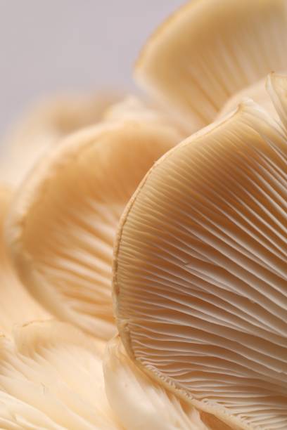 istock Fresh oyster mushrooms on grey background, macro view 1855338235