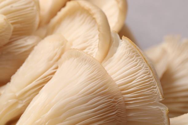 istock Fresh oyster mushrooms on grey background, macro view 1855338246