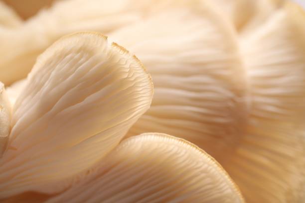 istock Macro view of fresh oyster mushrooms as background 1855338247