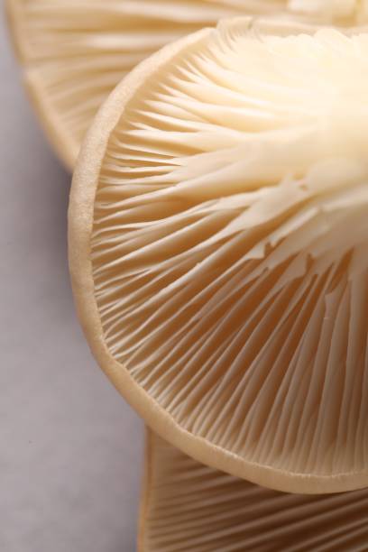 istock Fresh oyster mushrooms on grey background, macro view 1855338249
