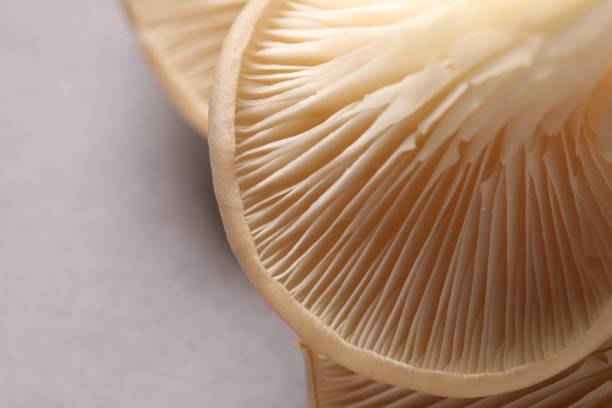 istock Fresh oyster mushrooms on grey background, macro view 1855338412