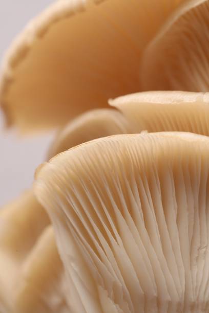 istock Macro view of fresh oyster mushrooms as background 1855338761