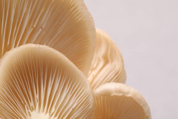 istock Fresh oyster mushrooms on light background, macro view 1855338762