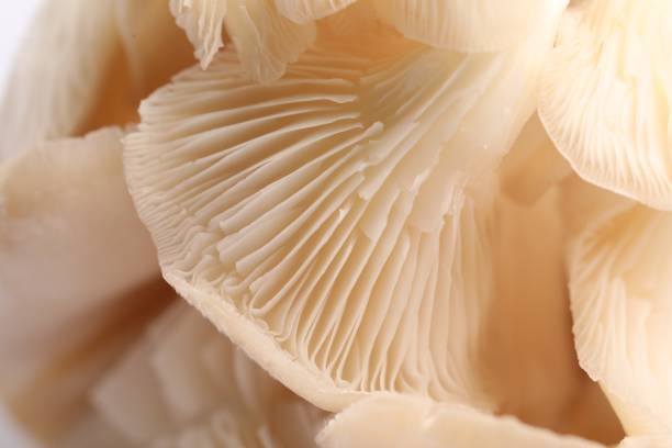 istock Macro view of fresh oyster mushrooms as background 1855338765
