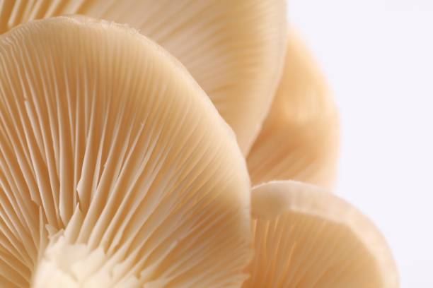 istock Fresh oyster mushrooms on white background, macro view 1855338766