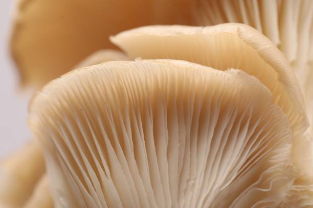 istock Macro view of fresh oyster mushrooms as background 1855339321