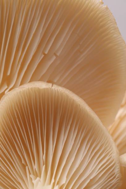 istock Macro view of fresh oyster mushrooms as background 1855339830