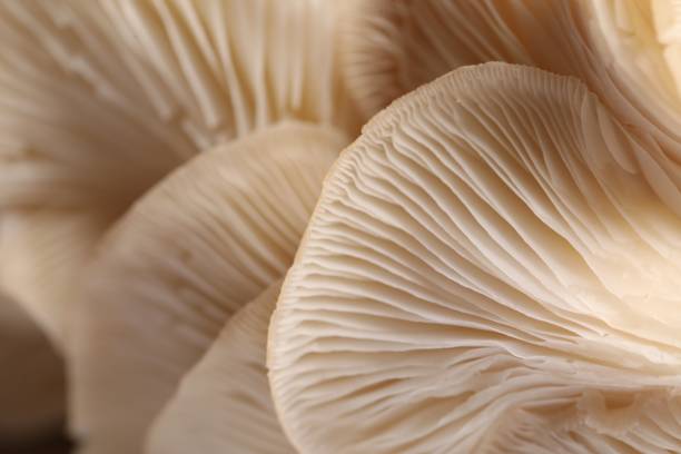 istock Macro view of fresh oyster mushrooms as background 1855340362