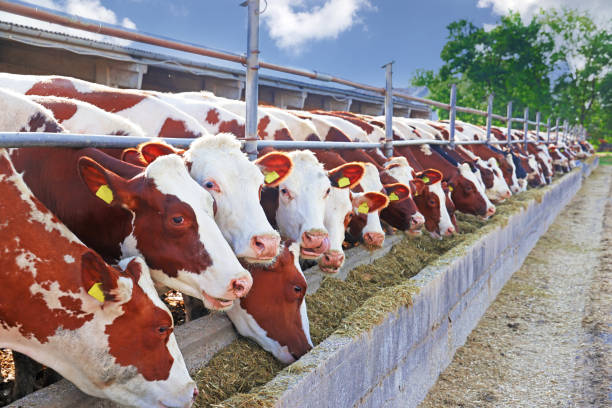 istock Dairy farm - feeding cows in outdoor cowshed 1855340365