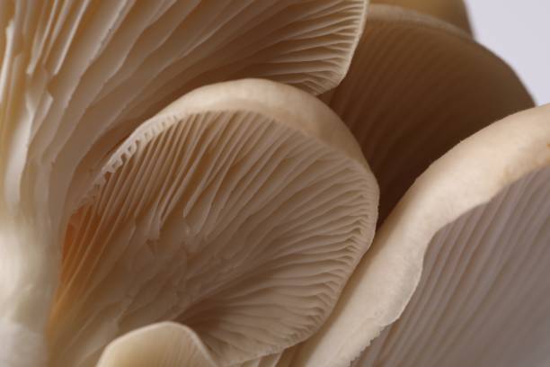 istock Fresh oyster mushrooms on white background, macro view 1855340366
