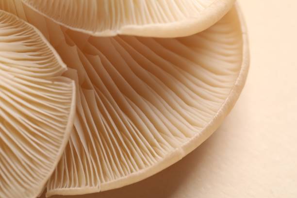 istock Fresh oyster mushrooms on beige background, macro view 1855340383