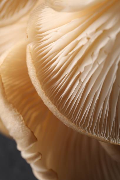 istock Macro view of fresh oyster mushrooms as background 1855340390