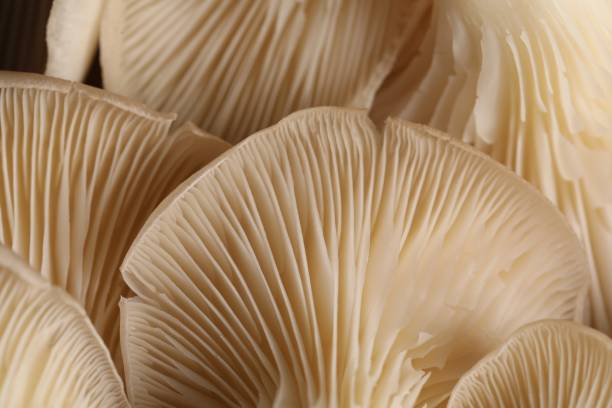 istock Macro view of fresh oyster mushrooms as background 1855340920