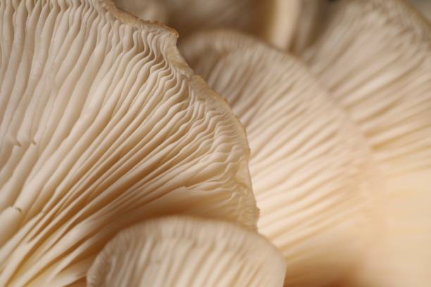 istock Macro view of fresh oyster mushrooms as background 1855341423