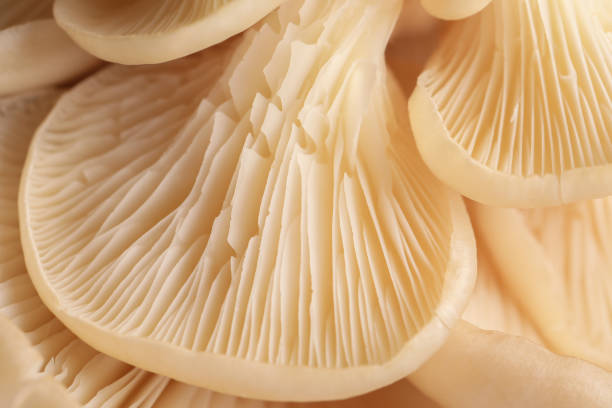 istock Macro view of fresh oyster mushrooms as background 1855341431