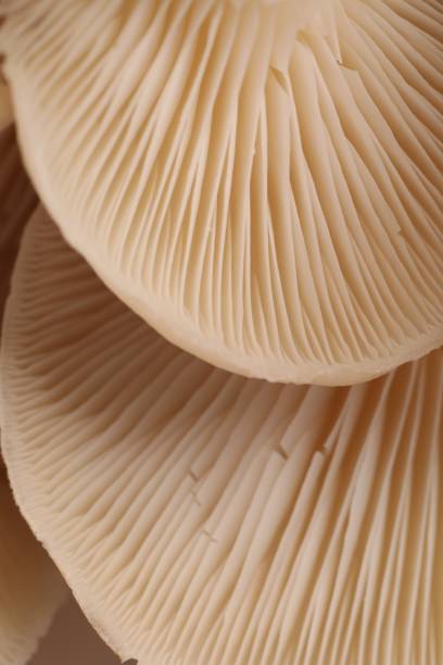 istock Macro view of fresh oyster mushrooms as background 1855341436