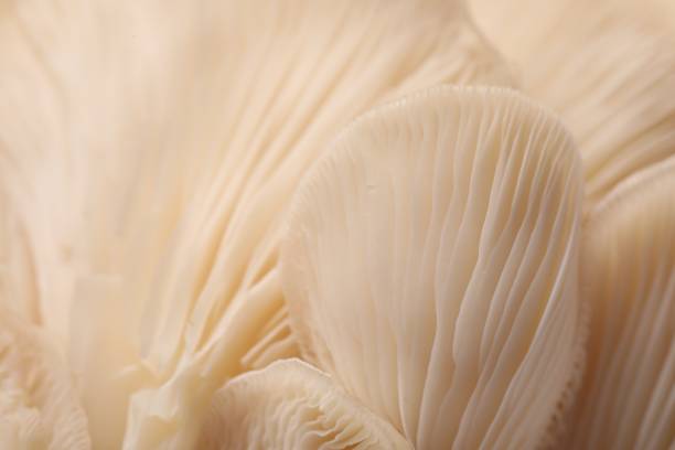 istock Fresh oyster mushrooms as background, macro view 1855341446