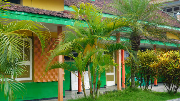 istock Dypsis lutescens in the yard 1855345636