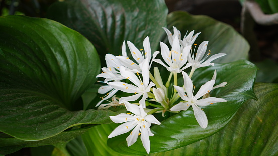Proiphys amboinensis blooms in the garden, its petals are white with yellow stamens and shiny green oval-shaped leaves. This species is also known as Cardwell lily.