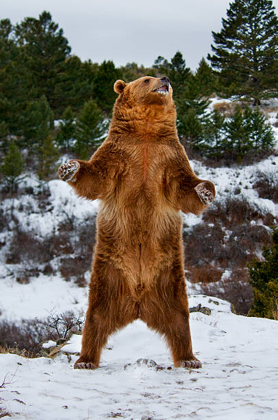 Grizzly Bear Stock Photo - Download Image Now - Bear, Standing, Brown Bear  - iStock