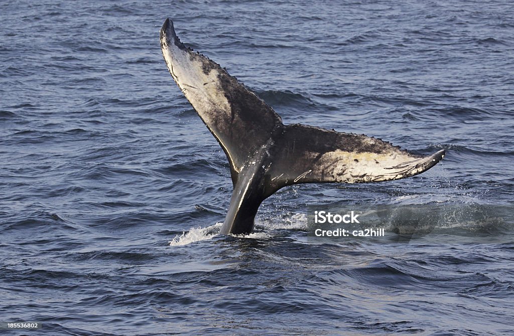 ハンプバッククジラの尾 - クジラのロイヤリティフリーストックフォト