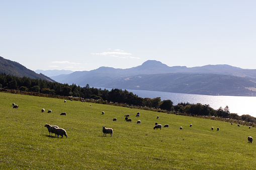 A flock of sheep is seen grazing in a green field in the mountains surrounding Loch Ness. This region is known for its beauty and its cultural heritage and is one of the busiest tourist areas in the region. Loch Ness, Scotland