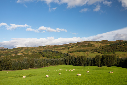Sheep grazing in a beautiful field on a nice sunny day in the highlands near Fort William, Scotland