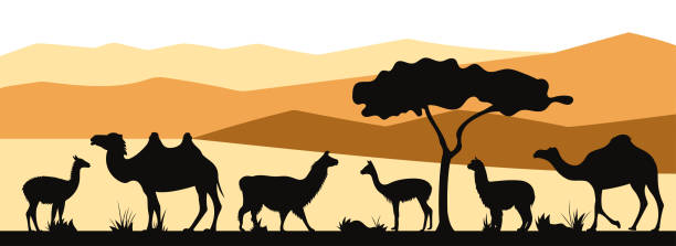 istock International Year of Camelids. Landscape with bactrian camel, alpaca, dromedary, guanaco, llama, vicuña silhouettes. 1855382138