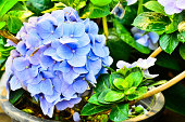 blue-hortensie.jpg?b=1&s=170x170&k=20&c=keOZqKRnjgjPI0qZnYmntOotfil8PLDTQqR687dNzsE=