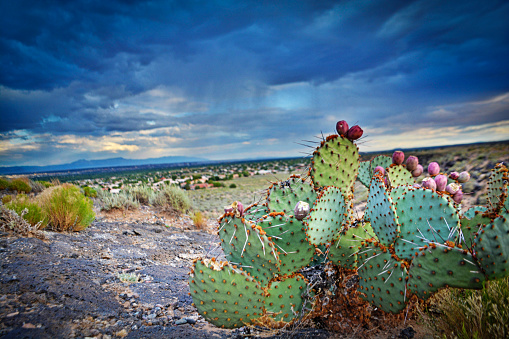 Albuquerque New Mexico Cactus desert and sky