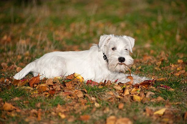 istock White Miniature Schnauzer puppy 185538946