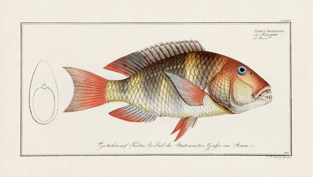 istock Vintage Fish Illustration. 18th Century German Fish Art 1855390634