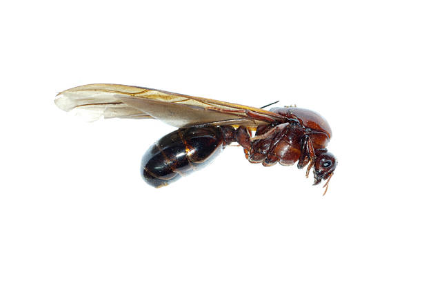 ant insetos macro isolada camas queen-size - anthill macro ant food - fotografias e filmes do acervo