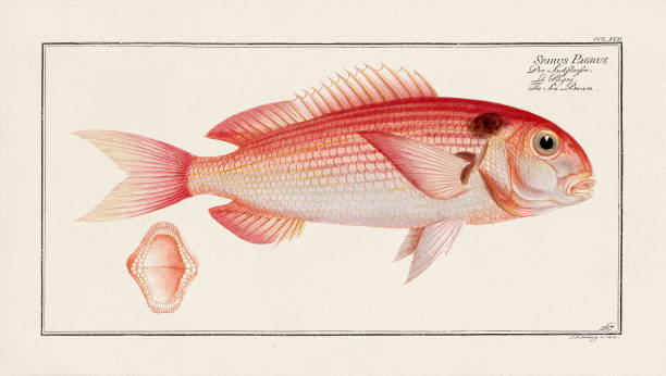 istock Vintage Fish Illustration. 18th Century German Fish Art 1855391168