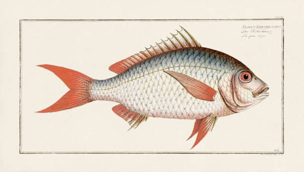 istock Vintage Fish Illustration. 18th Century German Fish Art 1855391169