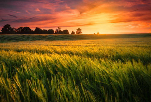 Puesta de sol sobre un campo de trigo photo