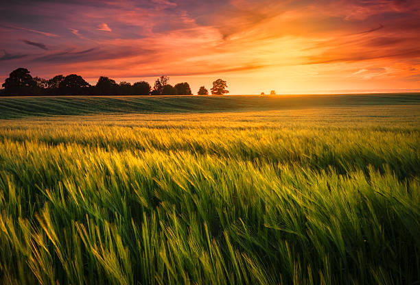 Sunset over a wheat field The sun sets over a green and gold, flowing crop of wheat or barley on a farm on a hill in England. The thin clouds are illuminated by the sun in red, orange, gold. field stock pictures, royalty-free photos & images