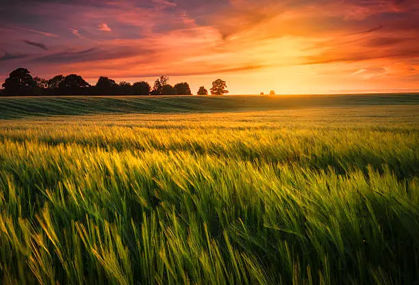 The sun sets over a green and gold, flowing crop of wheat or barley on a farm on a hill in England. The thin clouds are illuminated by the sun in red, orange, gold.