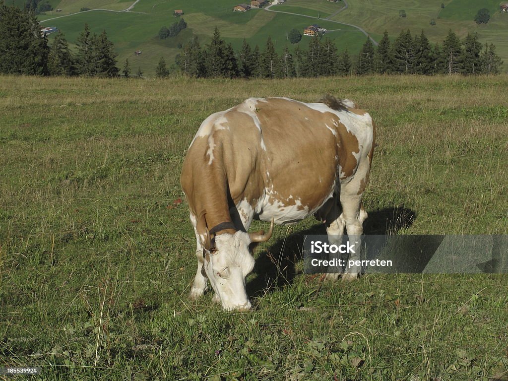 Grazing Simmental Cow cow grazing on a mountain meadow. Agriculture Stock Photo