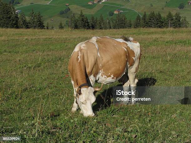 Grazing Simmental Cow Stock Photo - Download Image Now - Agriculture, Animal, Beef