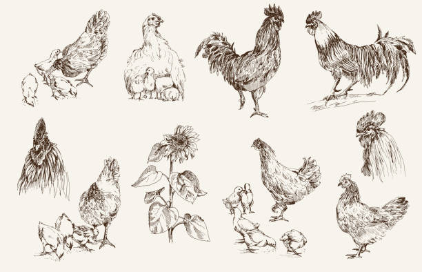 chicken breeding. set of vector sketches