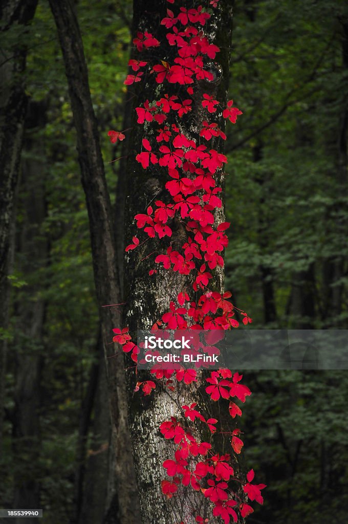 Rojo de las hojas en el otoño - Foto de stock de Aire libre libre de derechos